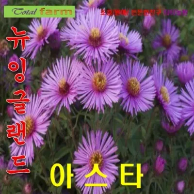 뉴잉글랜드아스타 혼합 씨앗20립