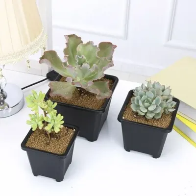 플라사각 모종화분 미니포트 비닐화분 다육용기 14X14cm 야생화포트화분