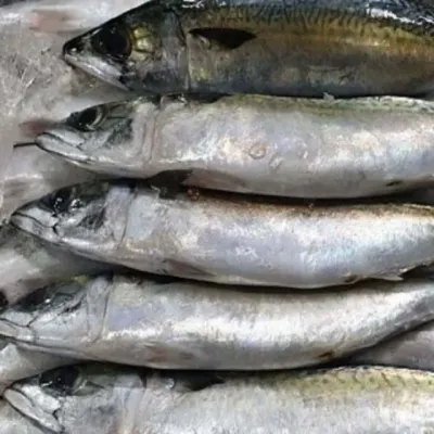 국내산 냉동 고등어 10미 맛있는고등어 냉동생선