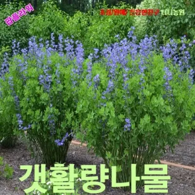 밥티시아 갯활량나물 씨앗 10립