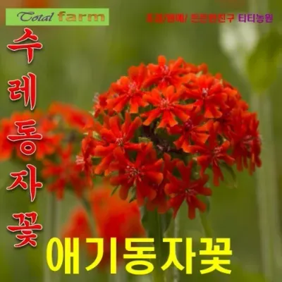 수레동자꽃 애기동자꽃 씨앗 혼합 30립