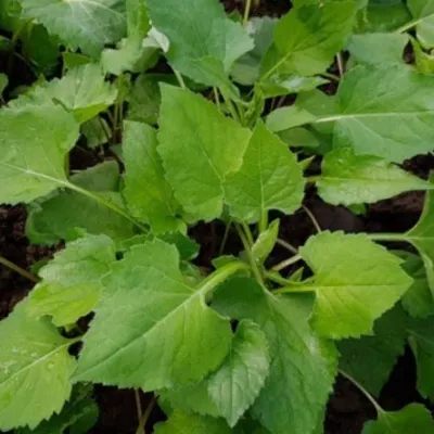 국산 취나물 식물 씨앗 품종 종자 6000립
