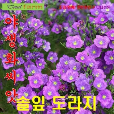 솔잎도라지 보라색 씨앗 15립