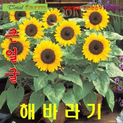 씨앗나라) 큰얼굴미니해바라기 씨앗 10립