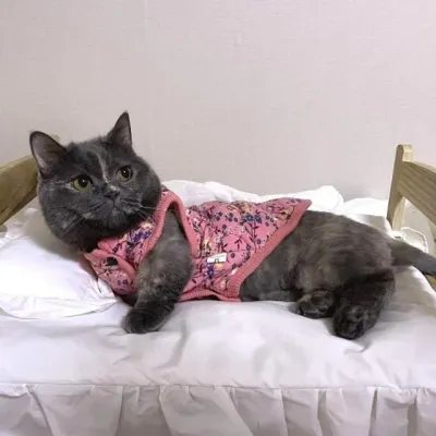 핑크 블루 할매 김장조끼 강아지 고양이 겨울 조끼 S에서 3XL