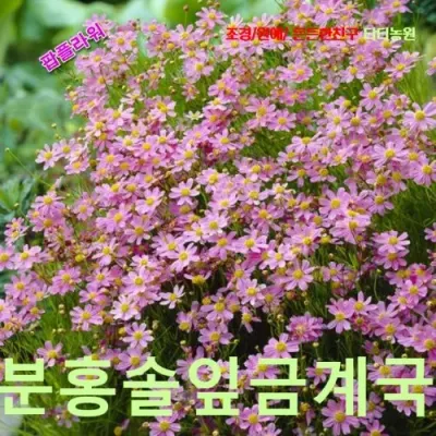 분홍솔잎금계국 씨앗 25립