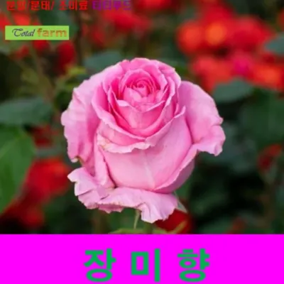 IF1 장미향 1kg
