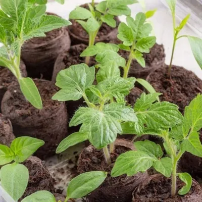 배양토 압축 펠렛 30mm 코인 상토 흙모래자갈 원예용 (50개) 상토