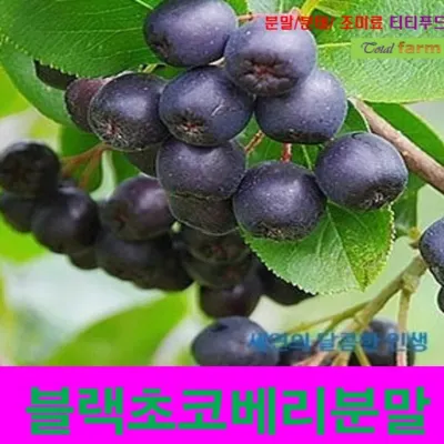 IF1 아로니아농축분말블랙초코베리 300g