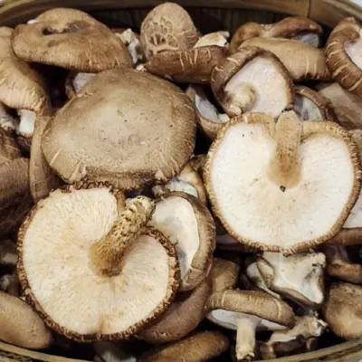 표고버섯 못난이 3kg