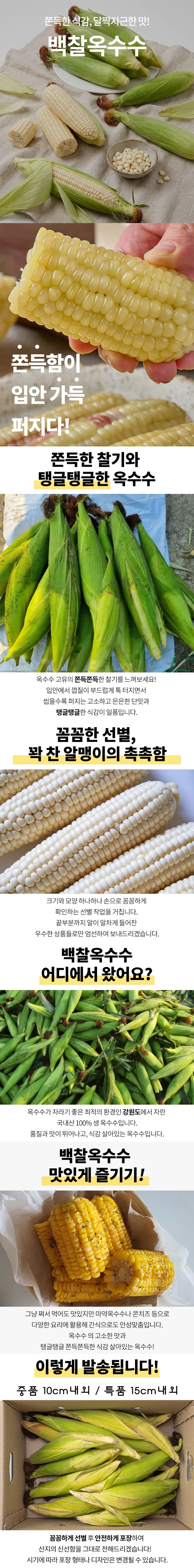 백찰옥수수 특품 20개 상세1