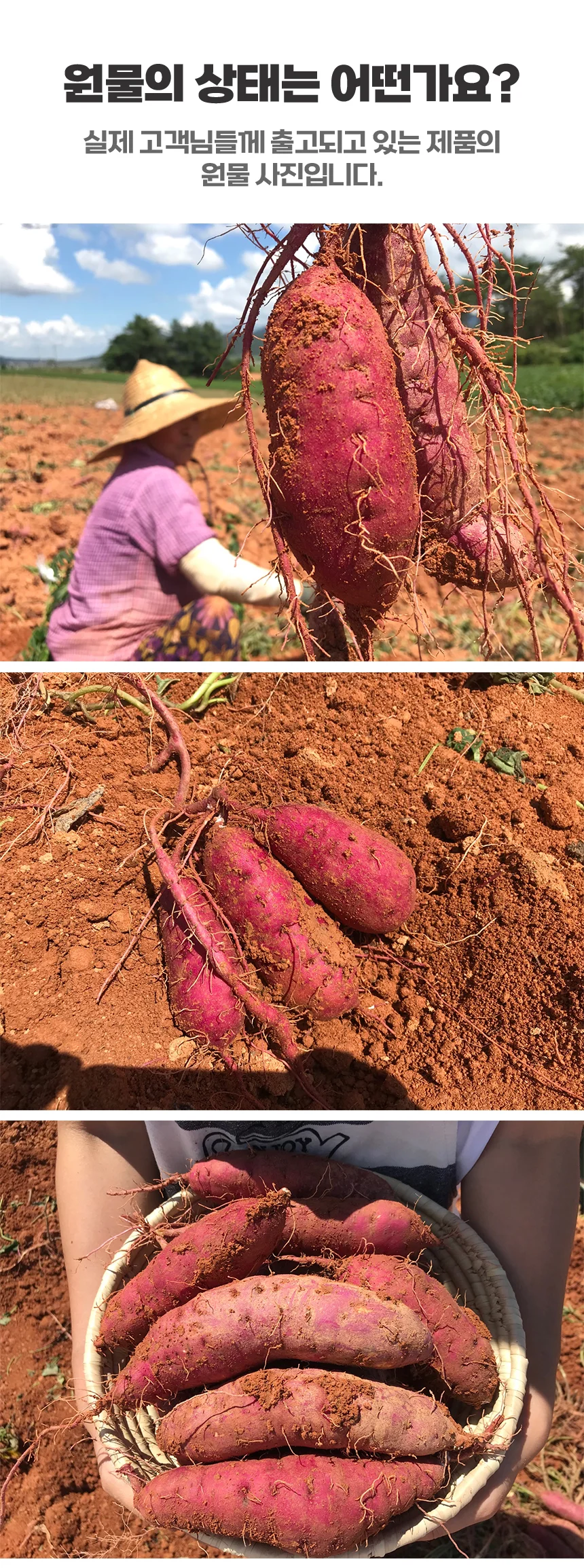 해남 고압살균 세척 고구마 5kg (특상) 상세3