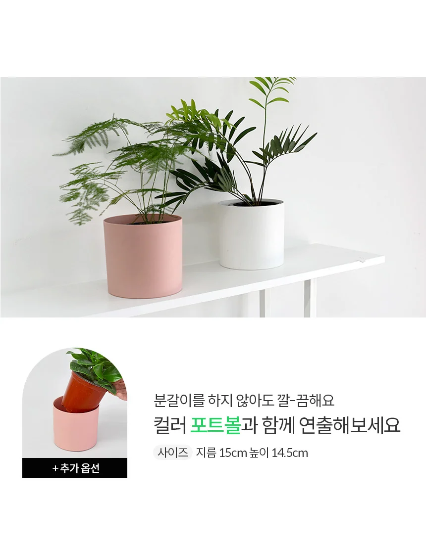 붉은 여우꼬리풀 (중형) 상세1
