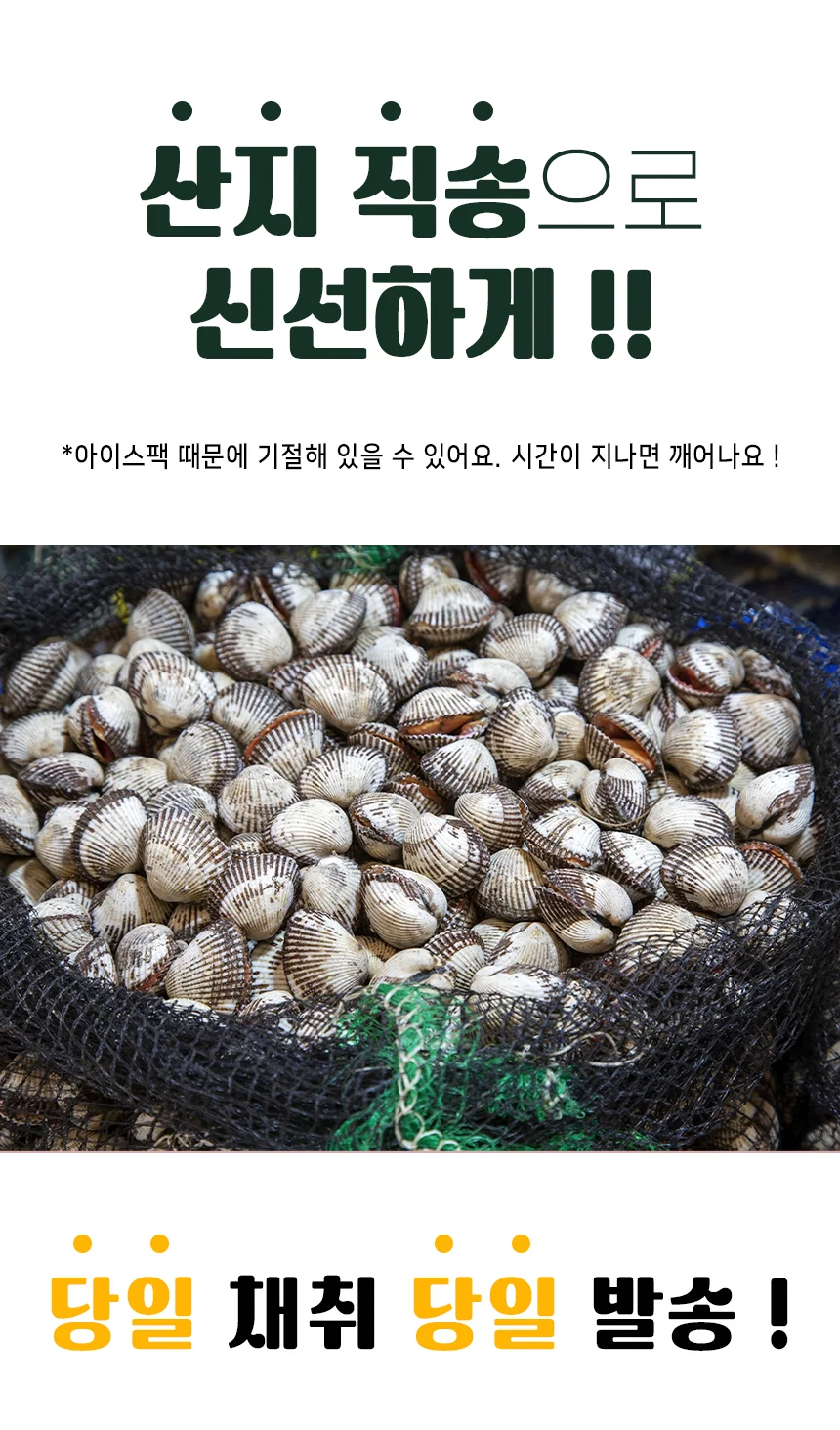 당일채취 산지직송 벌교 새꼬막 왕대 1kg 상세2