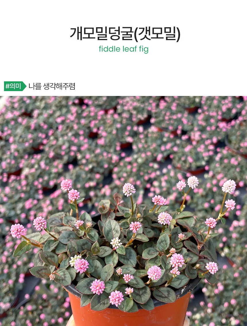 개모밀덩굴 (소형) 상세2