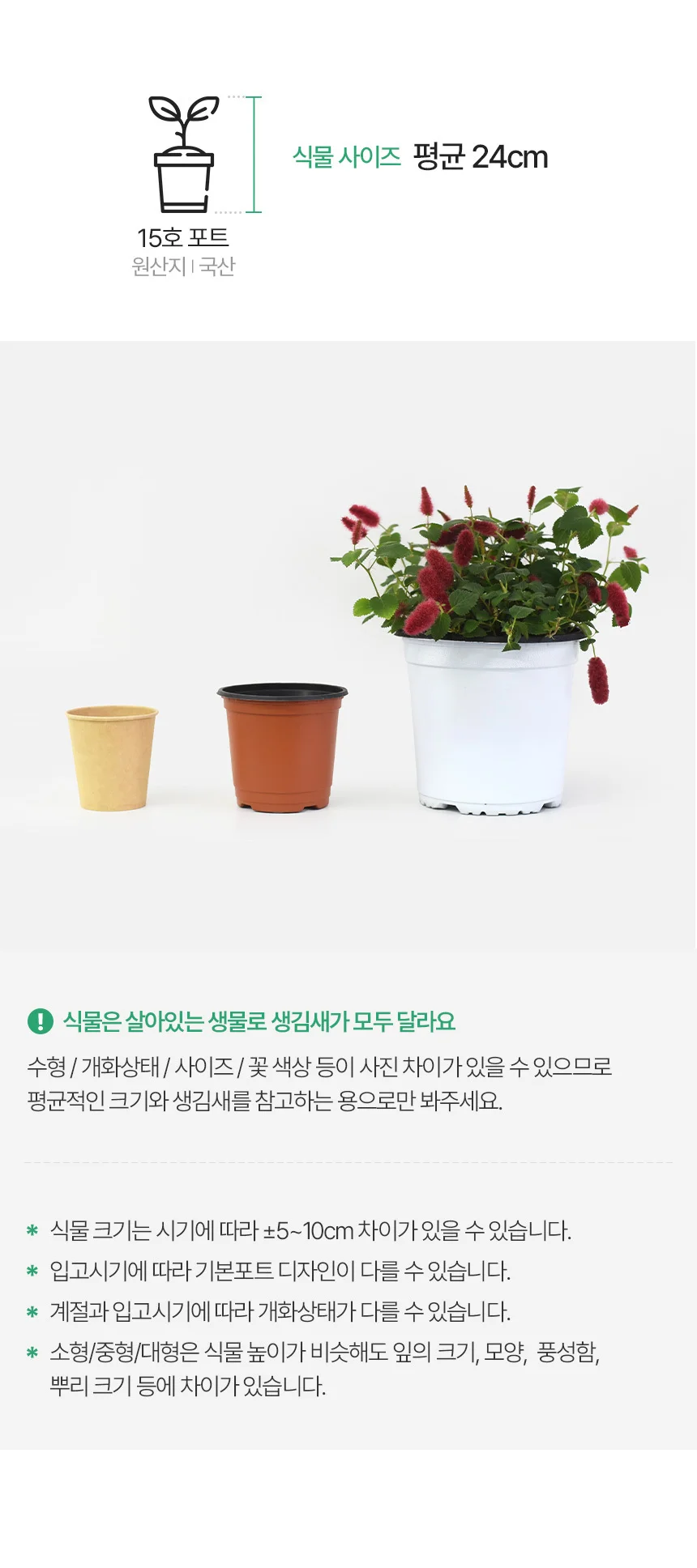 붉은 여우꼬리풀 (중형) 상세3