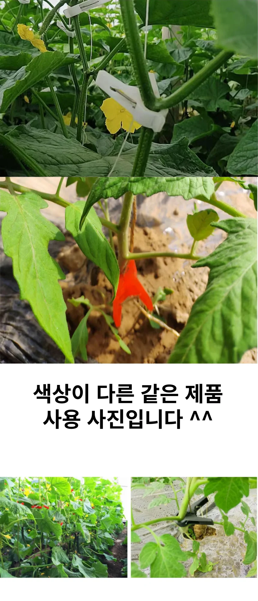 3.0cm 고추집게 오이집게 호박 토마토 작물유인 집게 상세4