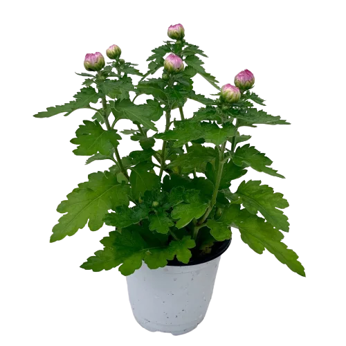 국화 화분 꽃 모종 사계 가을꽃 4개입 10cm 포트 상세3