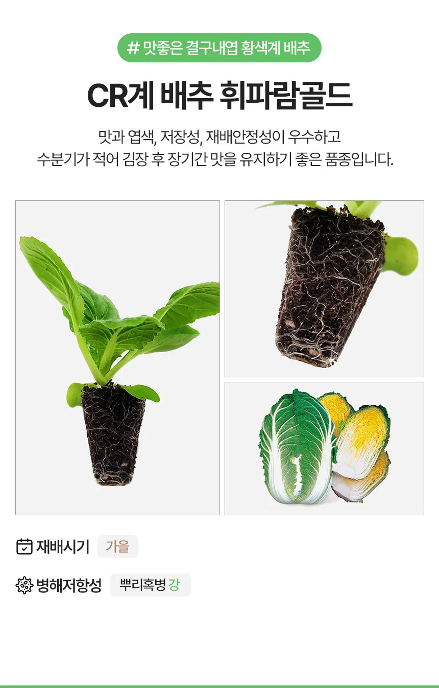 CR계 배추 휘파람골드 2개 상세3