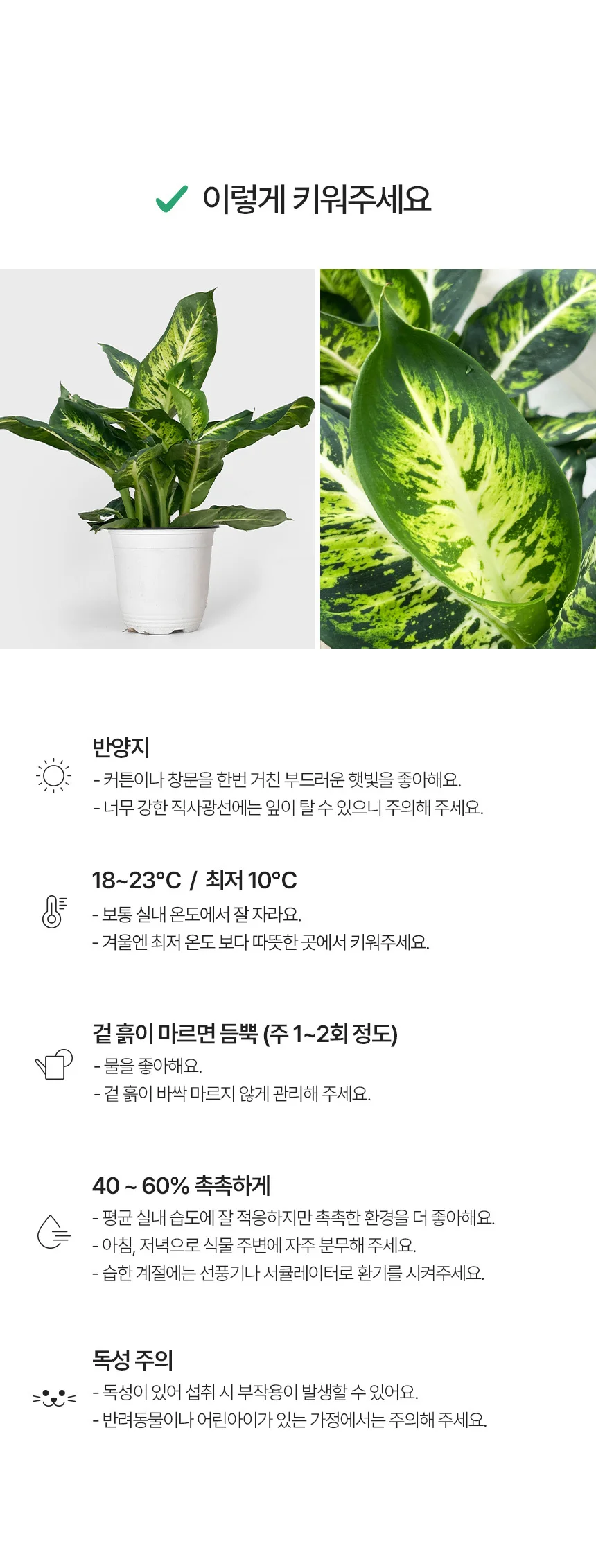 디펜바키아 서브라임 (중형) 상세4