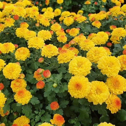 국화 화분 꽃 모종 사계 가을꽃 4개입 10cm 포트 상세5