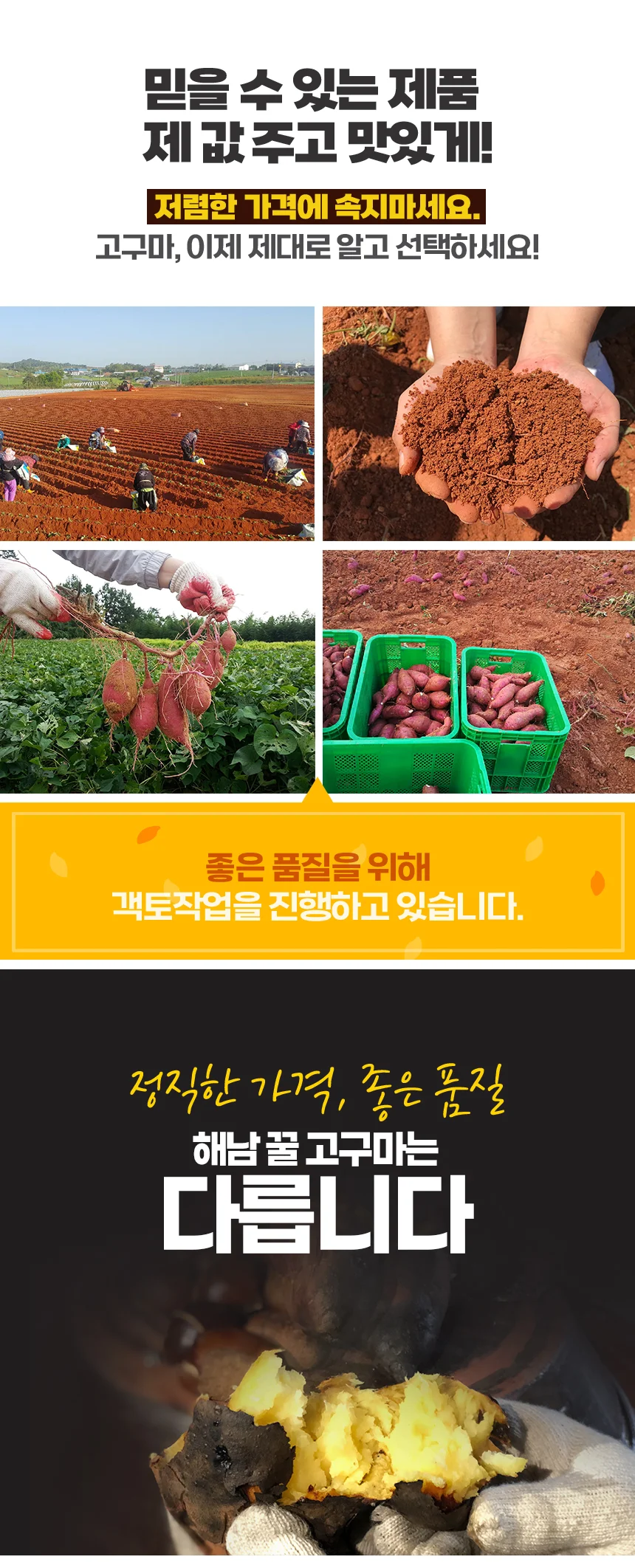해남 고압살균 세척 고구마 5kg (중상) 상세2