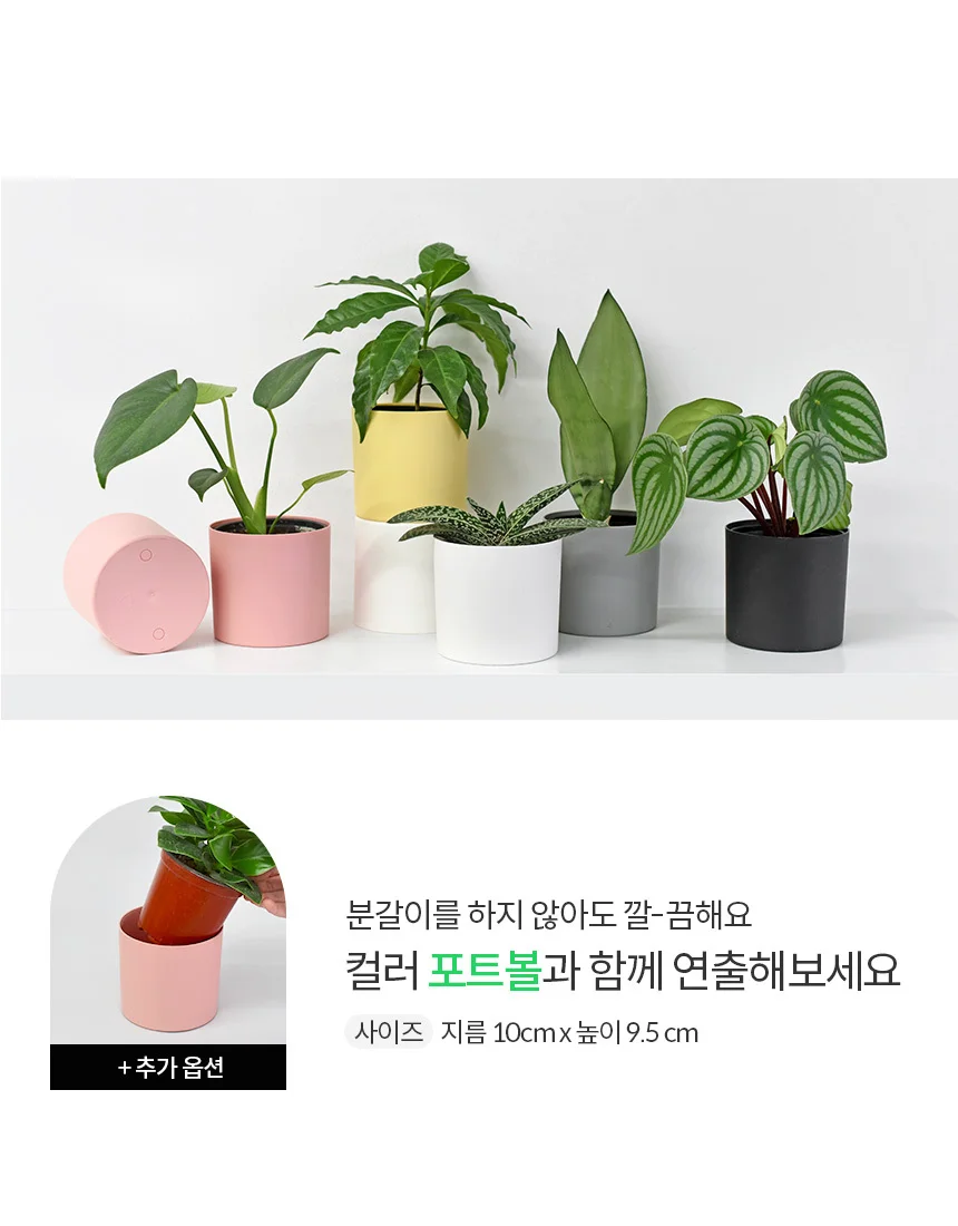 삭소롬 (소형) 상세1