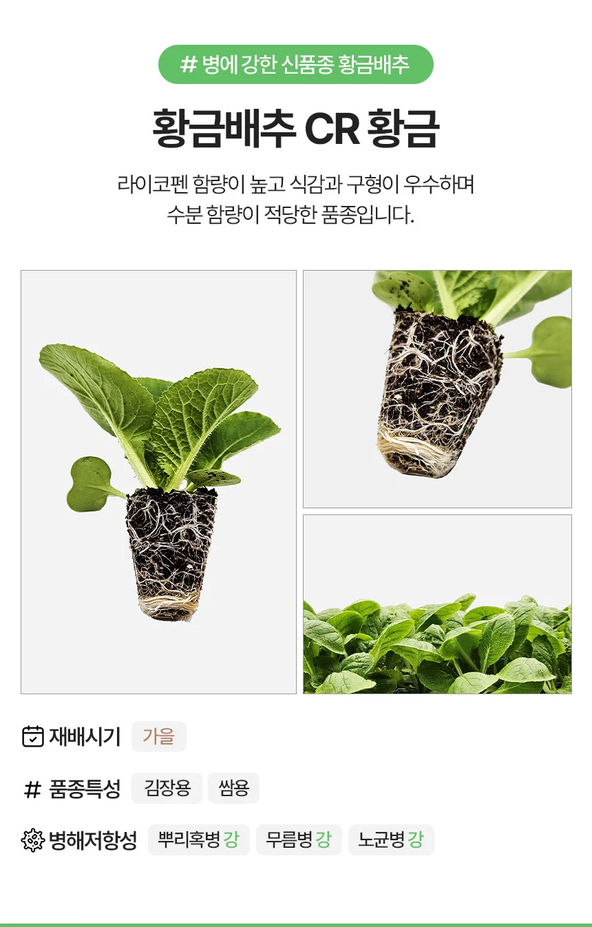 황금배추 CR황금 2개 상세3
