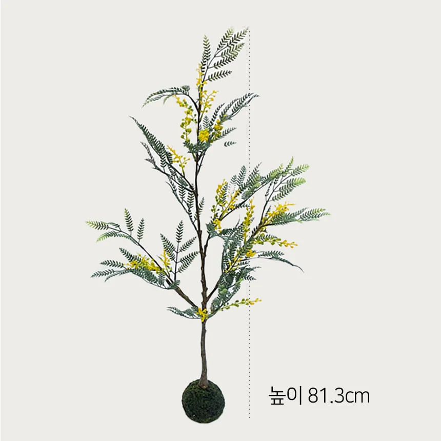 미모사더트 32 상세2