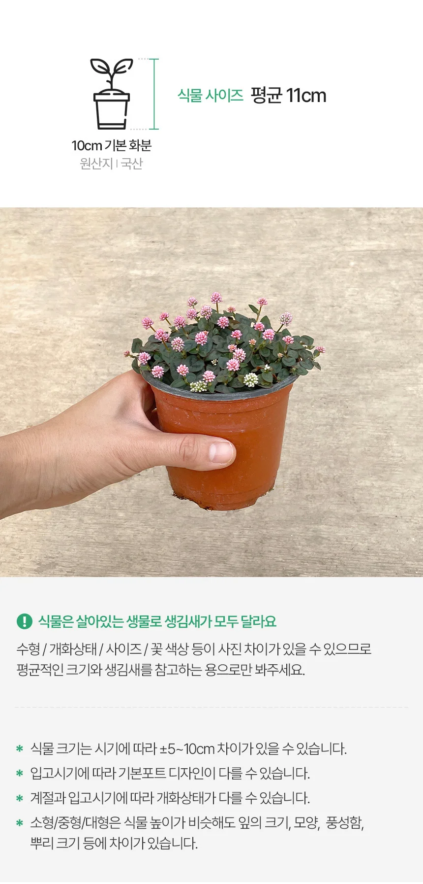 개모밀덩굴 (소형) 상세3