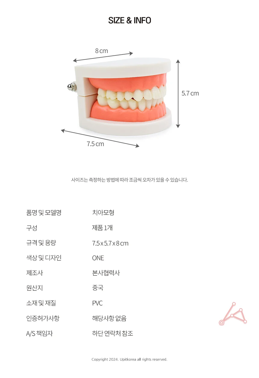 치아모형 상세2