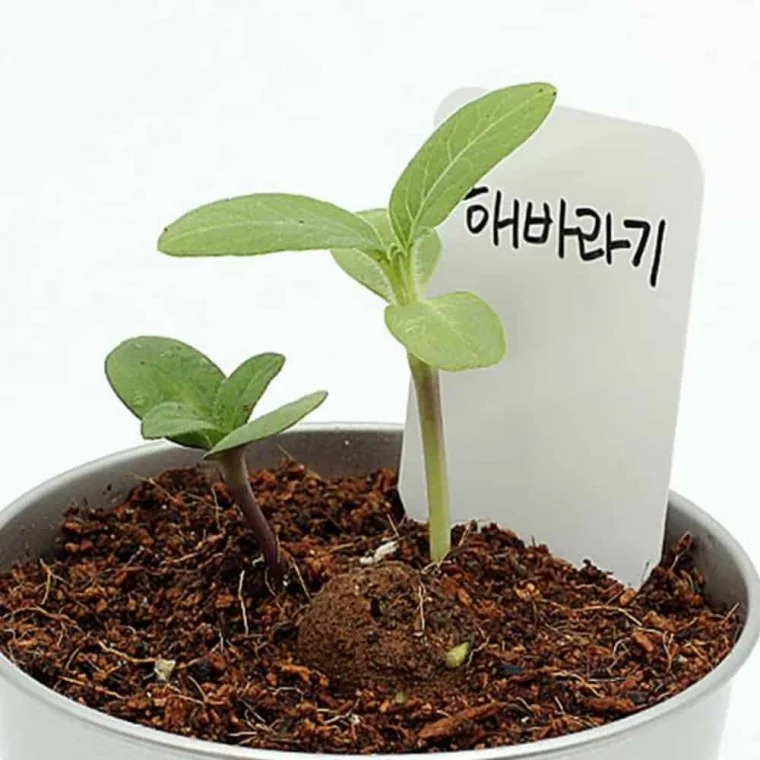 씨드볼 미니해바라기 식물체험 꽃씨 식물기르기 씨앗볼