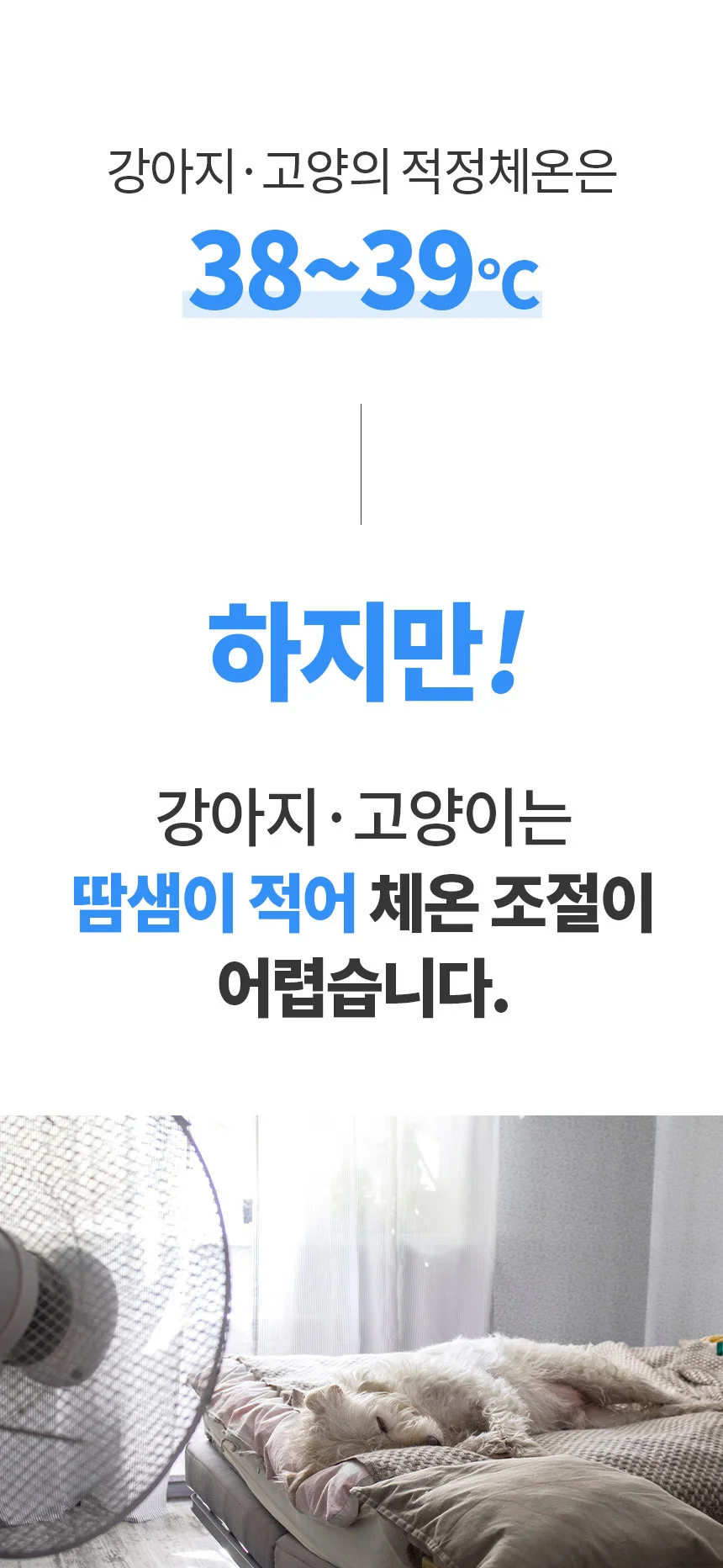 혼시티 강아지 쿨매트 고양이 쿨링 방석 젤타입 상세3