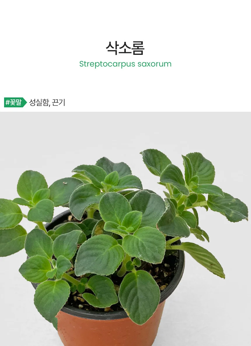삭소롬 (소형) 상세2