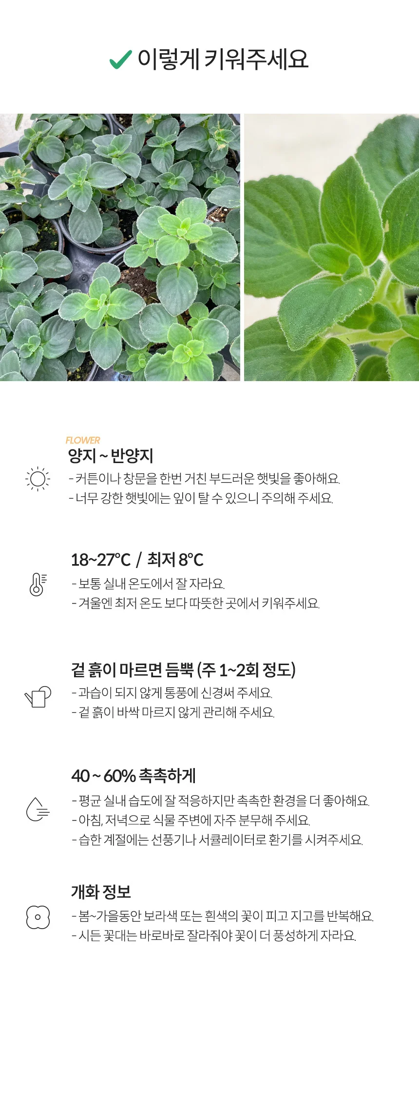 삭소롬 (소형) 상세5