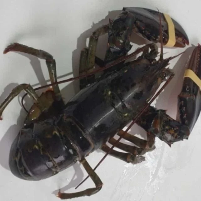 활 랍스터 1미 활랍스타