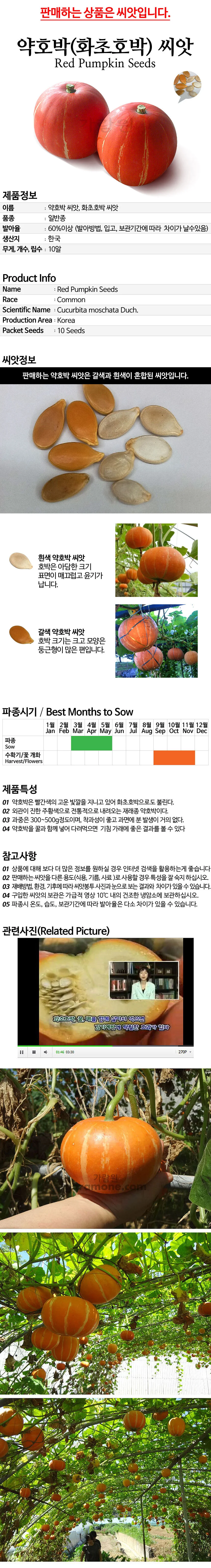 씨앗 빨간 약호박 화초 토종 호박 red squash seed 10알 상세3