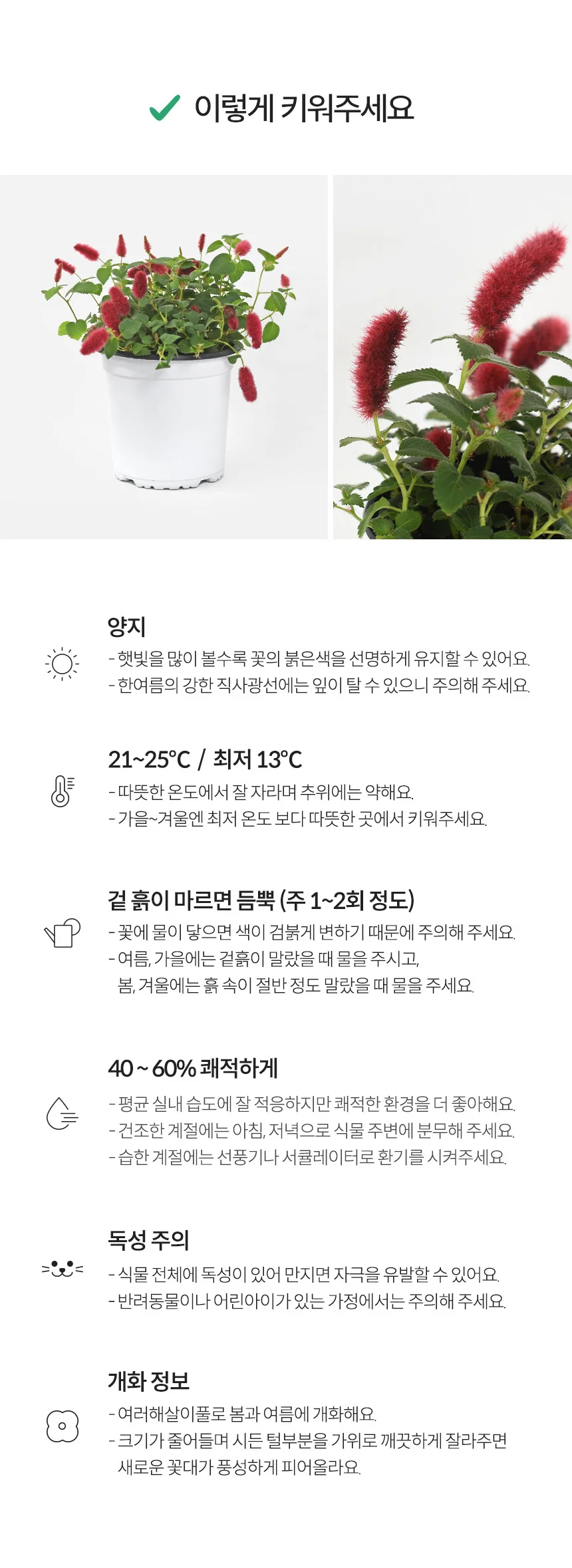 붉은 여우꼬리풀 (중형) 상세4