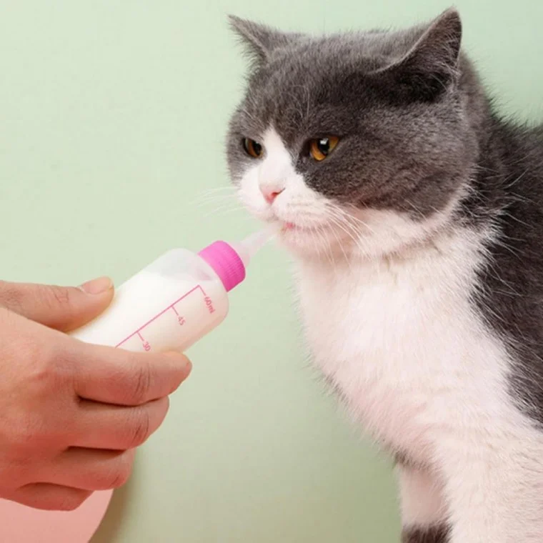 세트 젖병 강아지 애완동물 반려동물 60ml 고양이 세트 물병