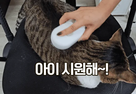뚜또가또 강아지 고양이 스팀 브러쉬 상세3
