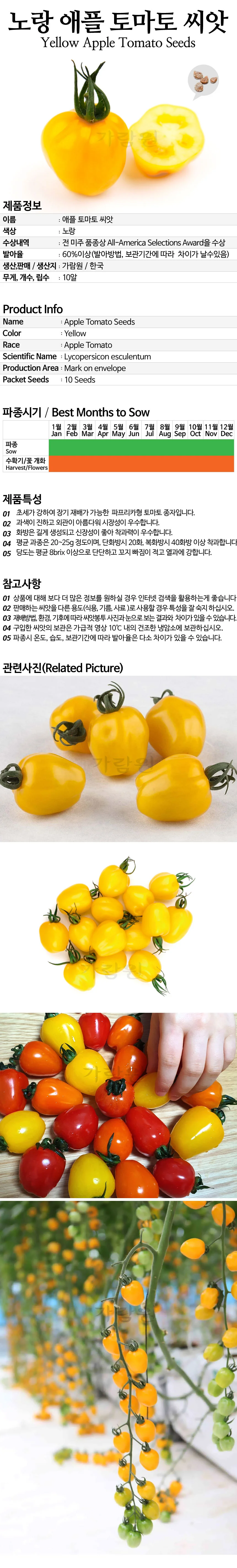 씨앗 노랑 토마토 방울 채소 종자 야채 10알 Yellow apple tomato 상세3