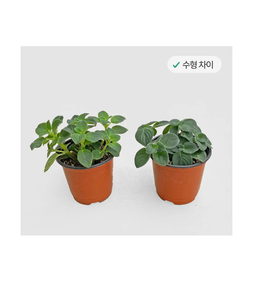 삭소롬 (소형) 상세4