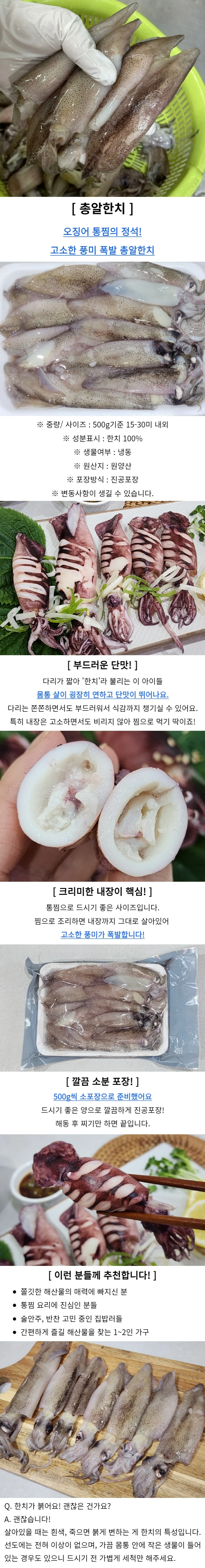 냉동 총알한치 2kg 손질한치 상세1