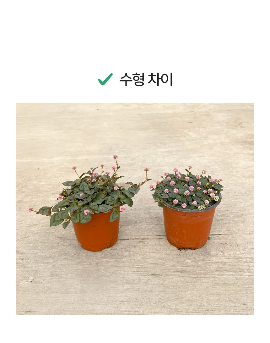 개모밀덩굴 (소형) 상세4