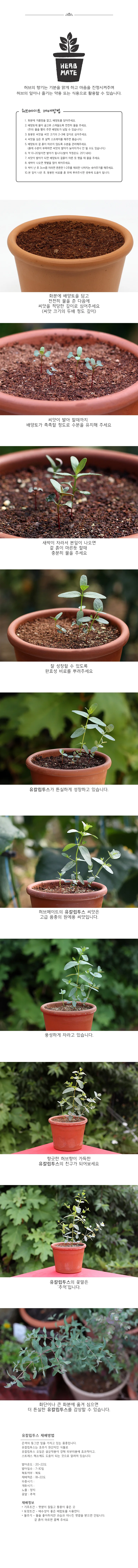 허브 유칼립투스 박스 사무실용화분 허브키트 허브식물 식물기르기 상세3