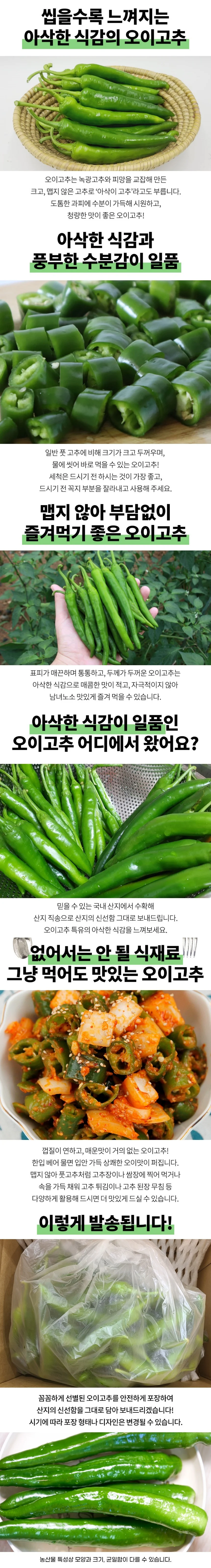 국내산 오이고추 1kg 상세1