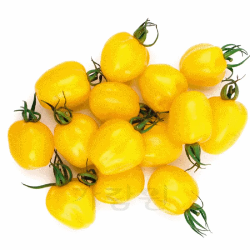 씨앗 노랑 토마토 방울 채소 종자 야채 10알 Yellow apple tomato 상세2
