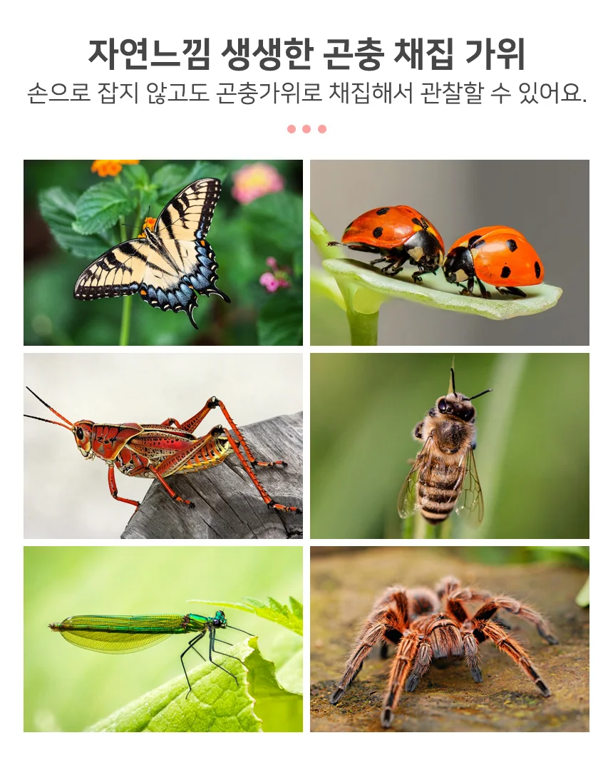 곤충채집 관찰가위 곤충핀셋 곤충집게 곤충관찰도구 상세4