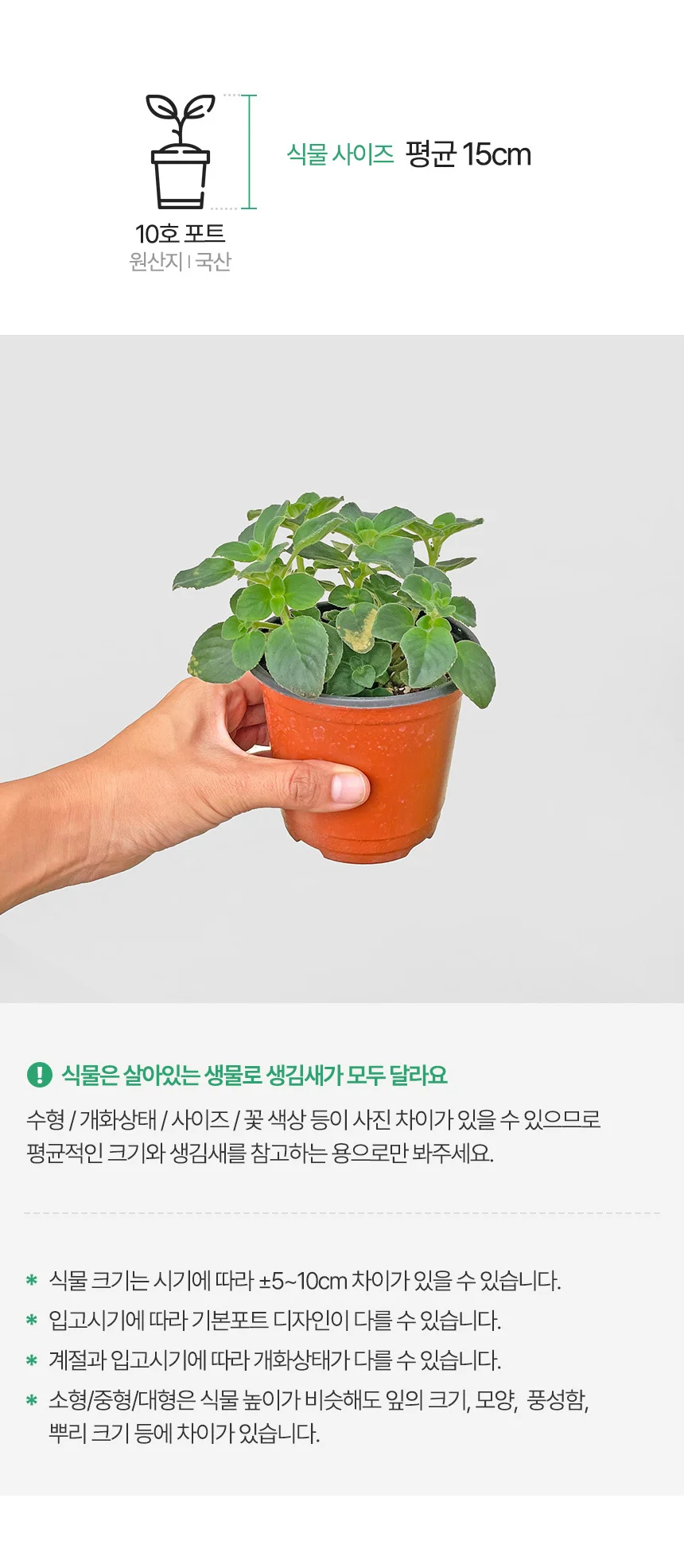 삭소롬 (소형) 상세3