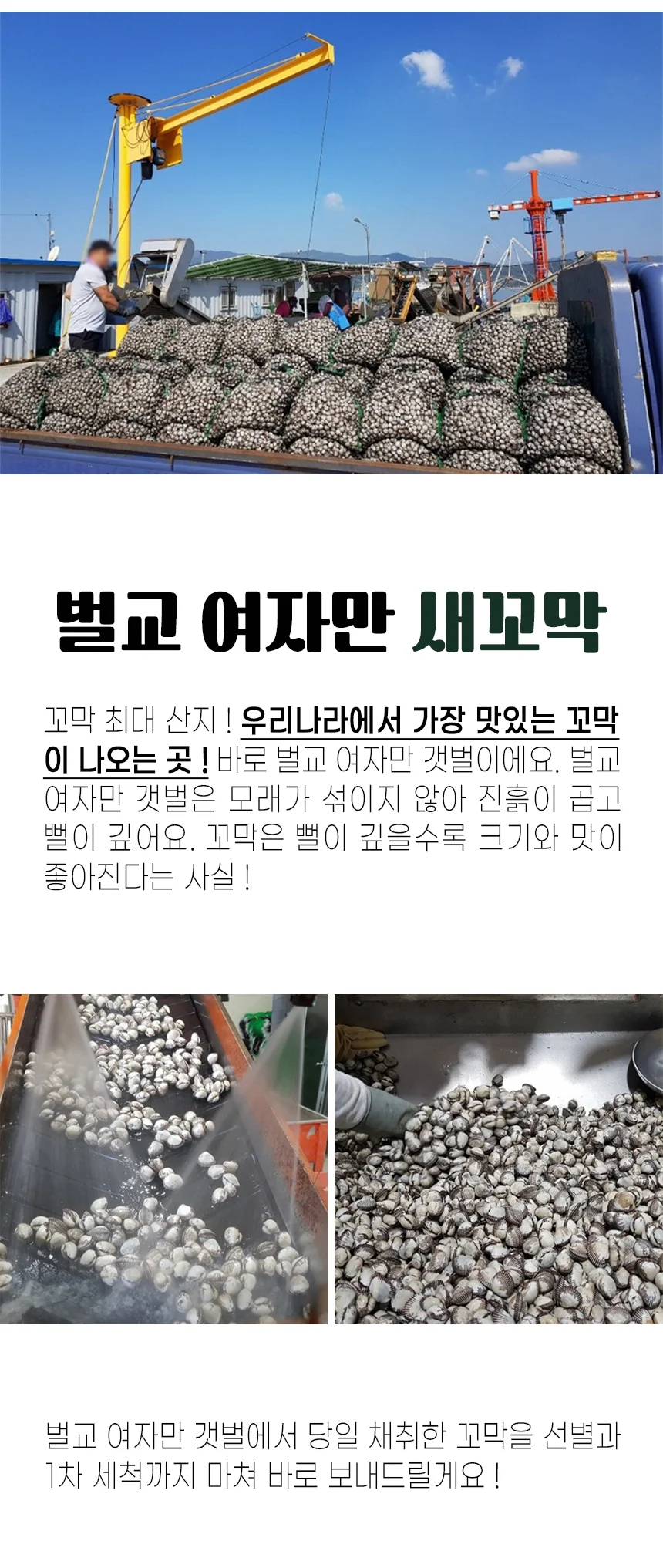 당일채취 산지직송 벌교 새꼬막 왕대 1kg 상세3